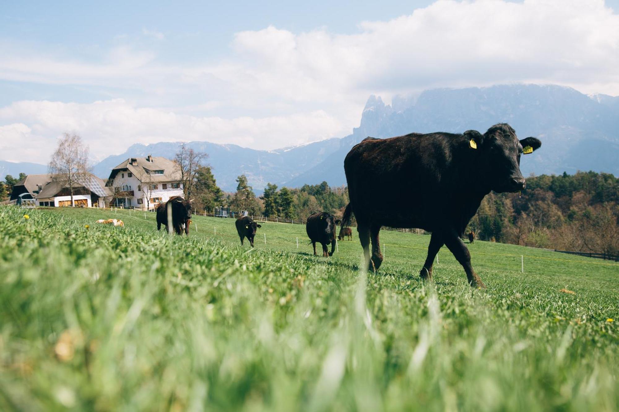 Alpin Farm Linde - Oberweidacherhof Collalbo Exterior photo